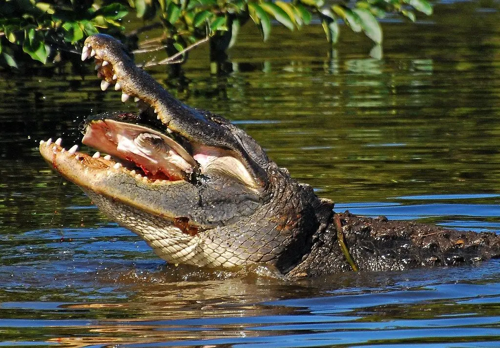 صدای خرد شدن لاک‌پشت زیر آرواره تمساح