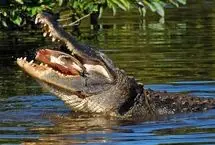 صدای خرد شدن لاک‌پشت زیر آرواره تمساح