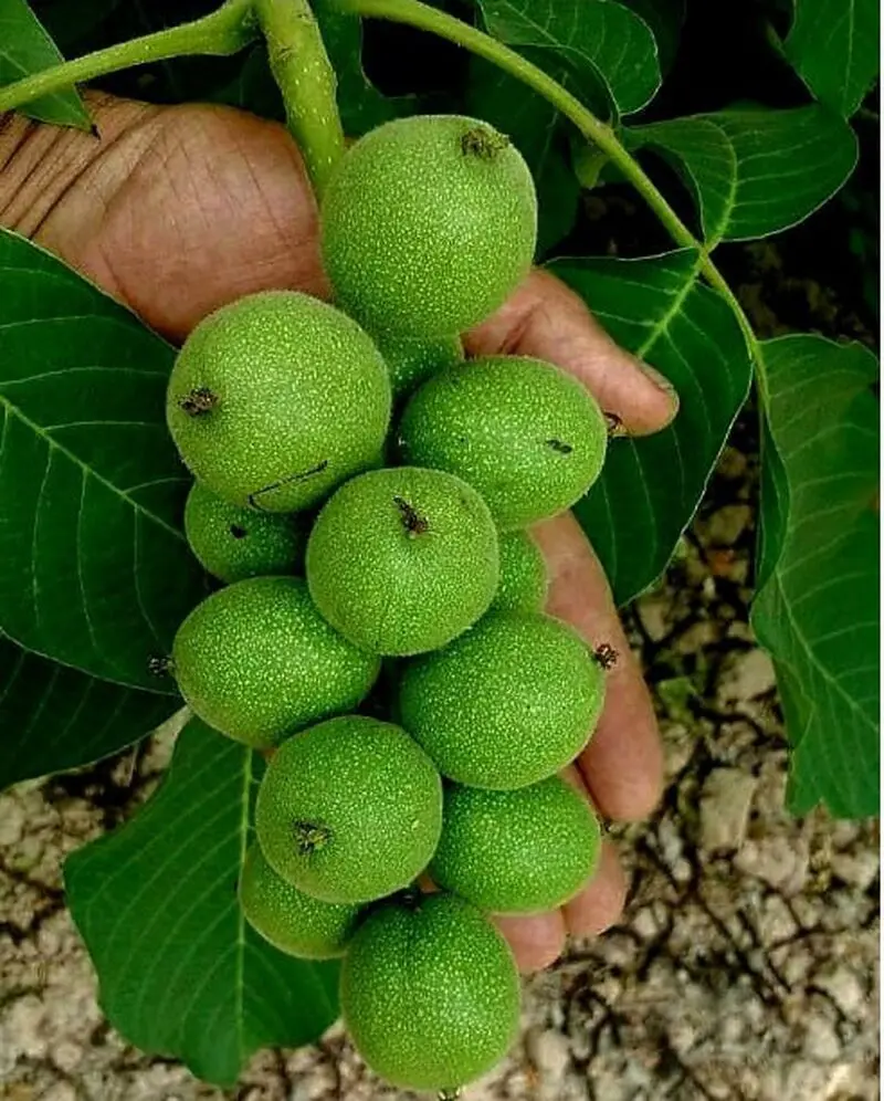 گردو