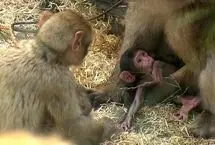 ببینید؛ تولد نادر دوقلوهای ماکاک بربری در باغ‌وحش آلمان