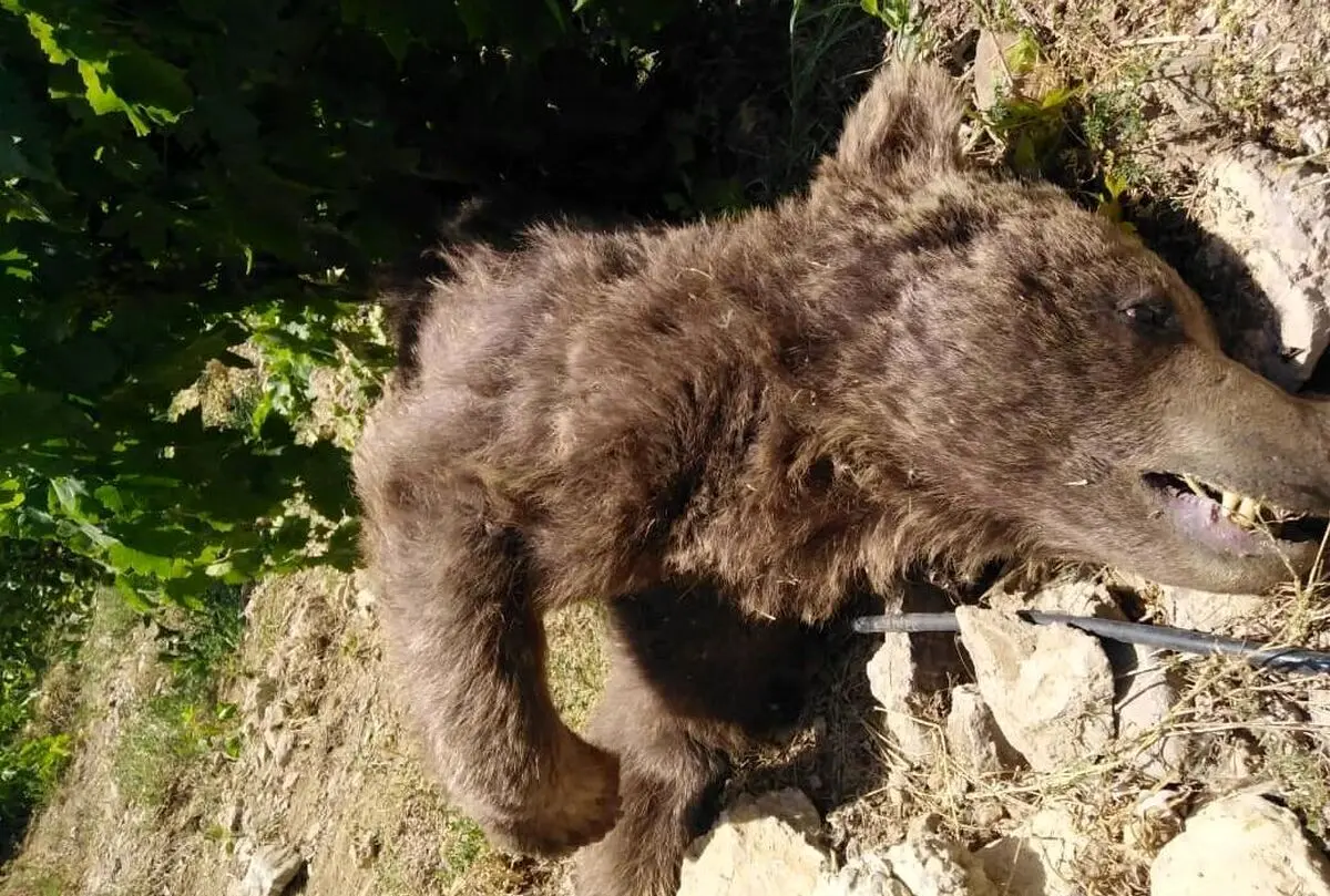 یک قلاده خرس قهوه‌ای ماده در شهرستان نور با گلوله کشته شد