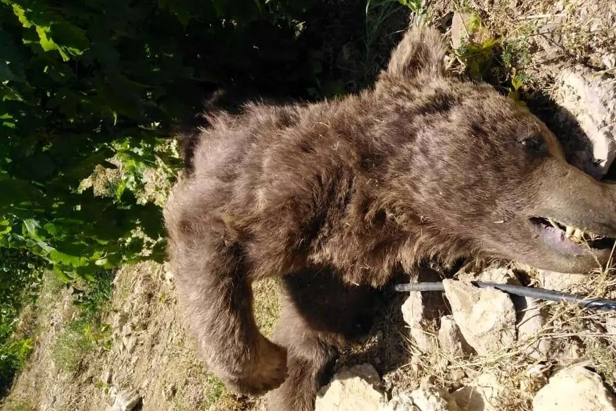 یک قلاده خرس قهوهای ماده در شهرستان نور با گلوله کشته شد