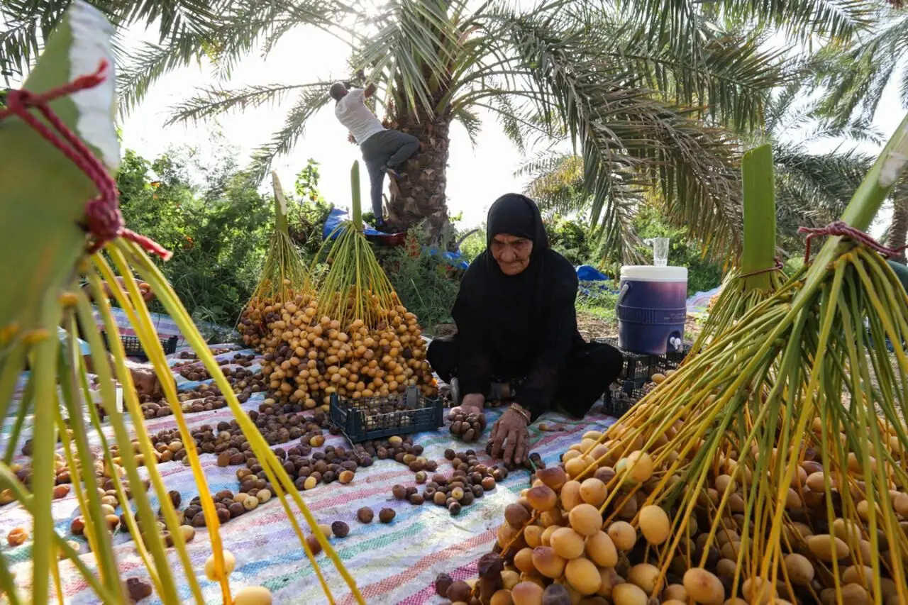 تصاویر؛ برداشت خرما از نخلستان‌های کارون
