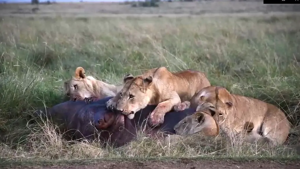 ببینید؛ شکار اسب‌آبی جا‌مانده توسط شیرها در بازگشت به رودخانه