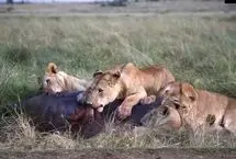 ببینید؛ شکار اسب‌آبی جا‌مانده توسط شیرها در بازگشت به رودخانه