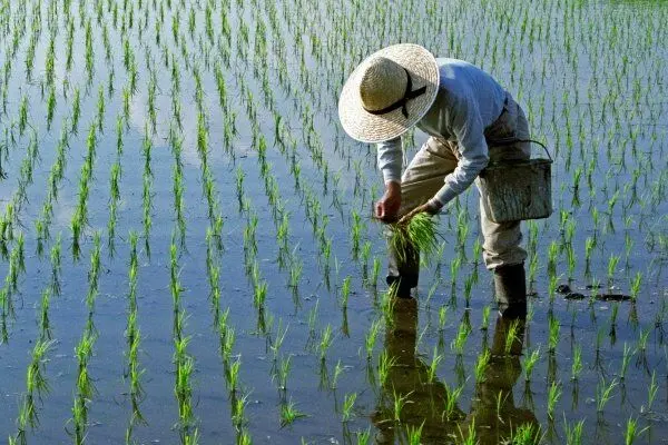 تهدید میکروبی در شالیزارهای مازندران
