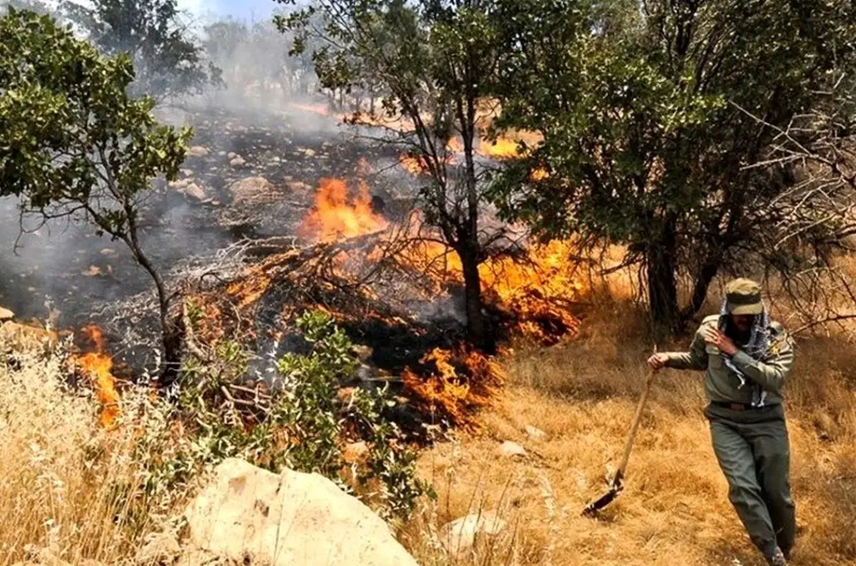 گریه‌های جنگلبانان برای سوختن جنگل‌های هیرکانی
