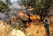 گریه‌های جنگلبانان برای سوختن جنگل‌های هیرکانی
