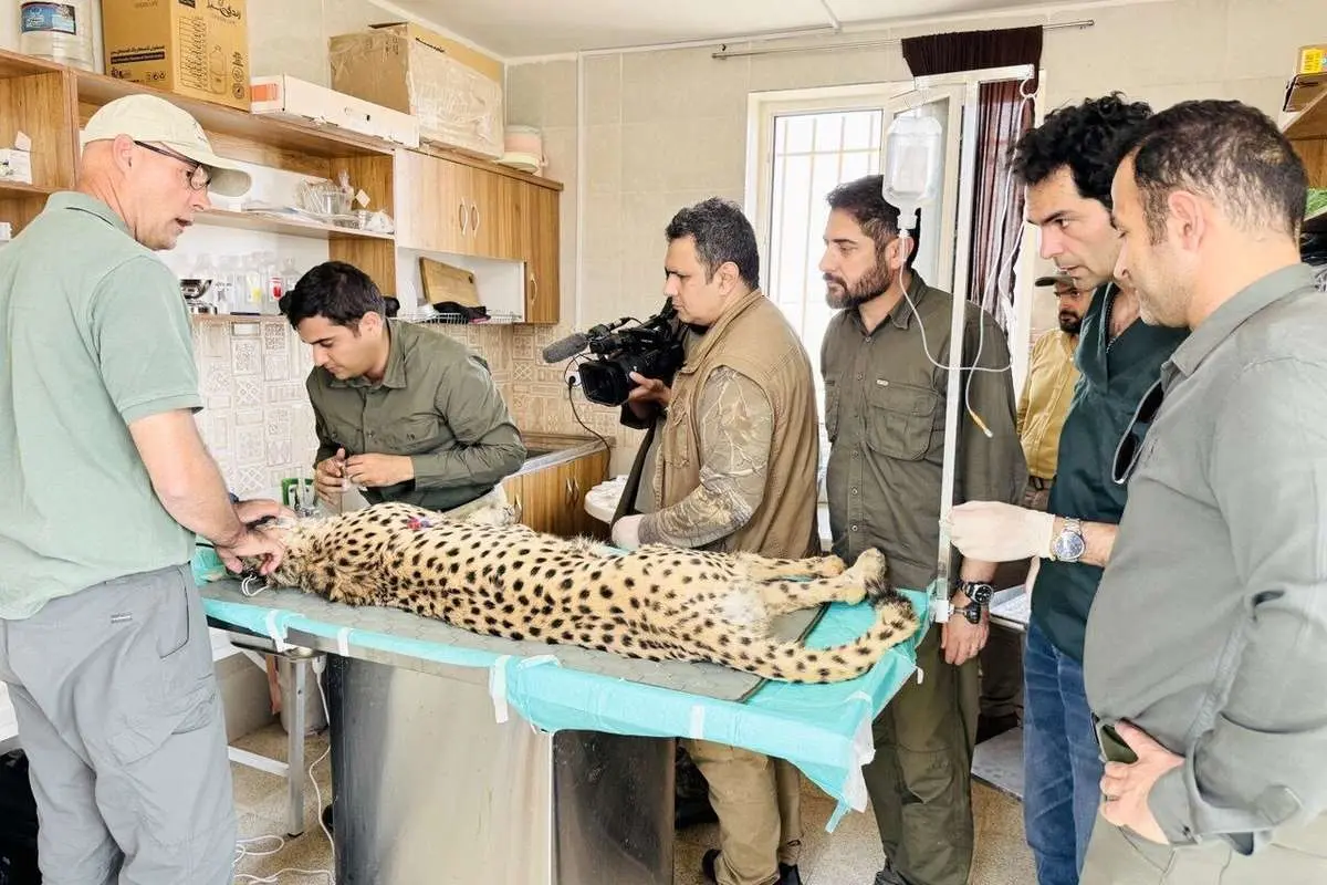 دامپزشک خارجی تصویری از سونوگرافی یوزپلنگ «ایران» ذخیره نکرد؛ به متخصصان داخلی اعتماد شود