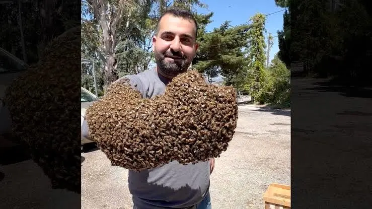 مردی که ۱۲ کیلو زنبور را در دست می‌گیرد