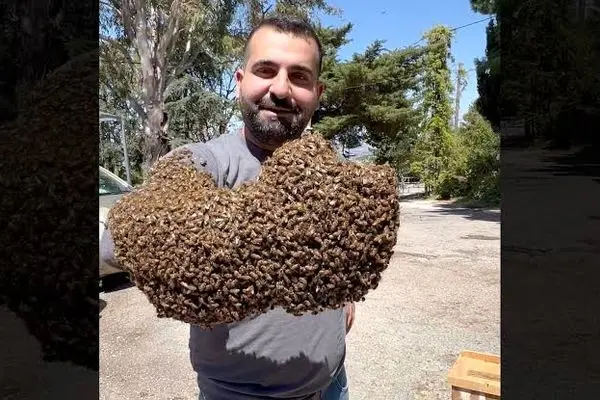 مردی که ۱۲ کیلو زنبور را در دست می‌گیرد
