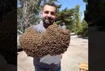 مردی که ۱۲ کیلو زنبور را در دست می‌گیرد