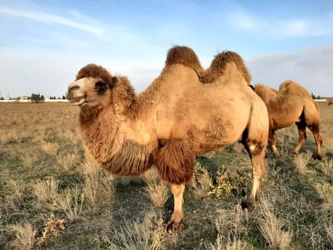شترها در خدمت علم؛ از نیش مار تا ساخت دارو