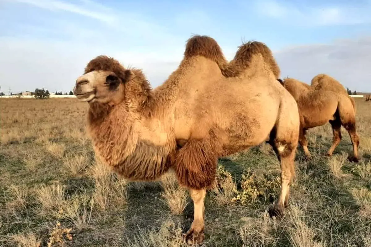 شترها در خدمت علم؛ از نیش مار تا ساخت دارو