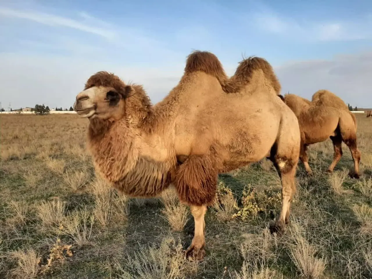 شترها در خدمت علم؛ از نیش مار تا ساخت دارو