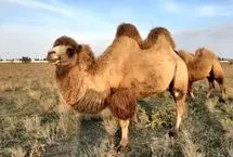 شترها در خدمت علم؛ از نیش مار تا ساخت دارو
