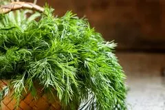 درمان طبیعی نفخ، بی‌خوابی و کلسترول با این گیاه پرکاربرد