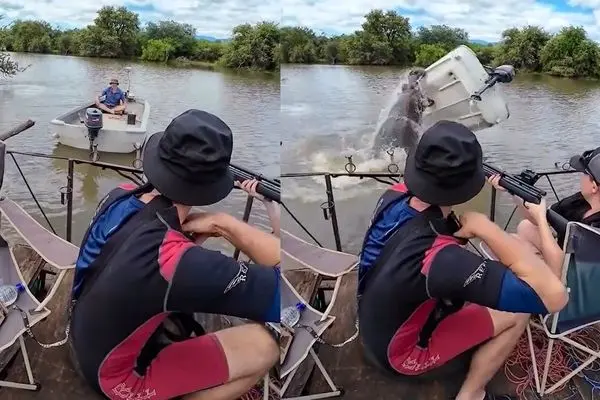 اسب‌ آبی خشمگین قایق را سرنگون کرد