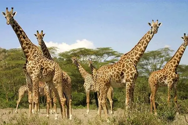 نجات معجزه‌آسا زرافه‌ای در رودخانه خروشان