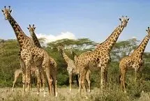 نجات معجزه‌آسا زرافه‌ای در رودخانه خروشان