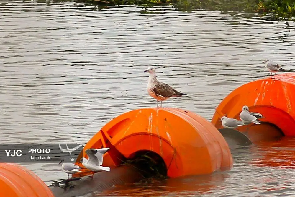 تصاویر؛ کاکایی‌ها؛ تماشایی‌ترین رفت‌وآمد زمستانی انزلی 29