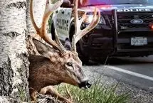 نجات گوزن گرفتار در ننو 