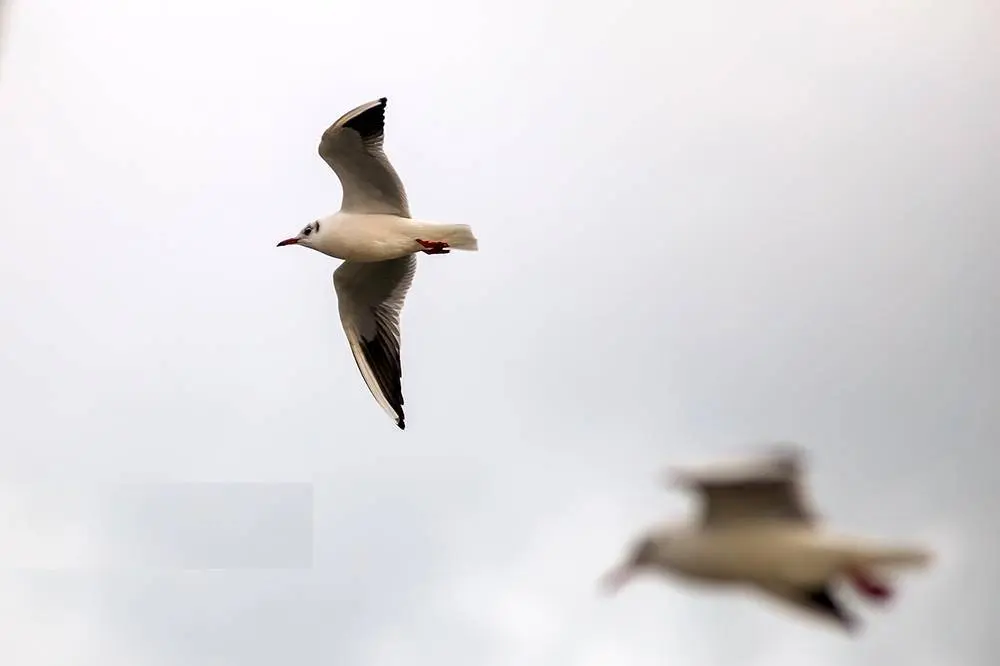 تصاویر؛ کاکایی‌ها؛ تماشایی‌ترین رفت‌وآمد زمستانی انزلی 5