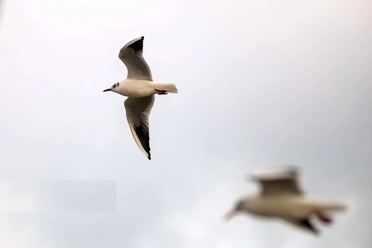تصاویر؛ کاکایی‌ها؛ تماشایی‌ترین رفت‌وآمد زمستانی انزلی