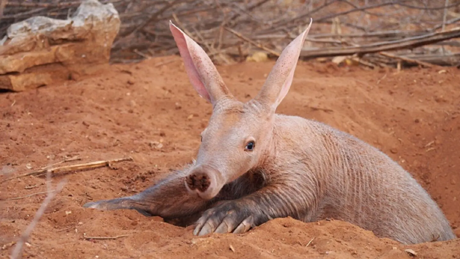شیرها یک مورچه‌خوار را زجرکش کردند