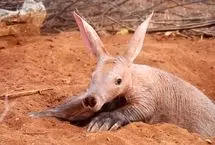 شیرها یک مورچه‌خوار را زجرکش کردند