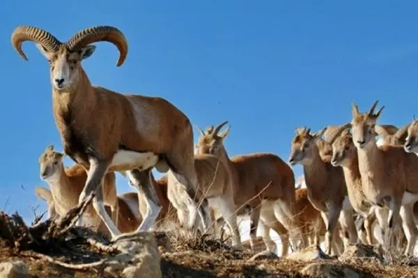 جستوخیز گله قوچ و میش در منطقه حفاظت‌شده هرمود لارستان