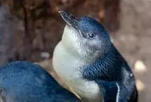 پیرترین پنگوئن آبی جهان ۲۵ ساله شد