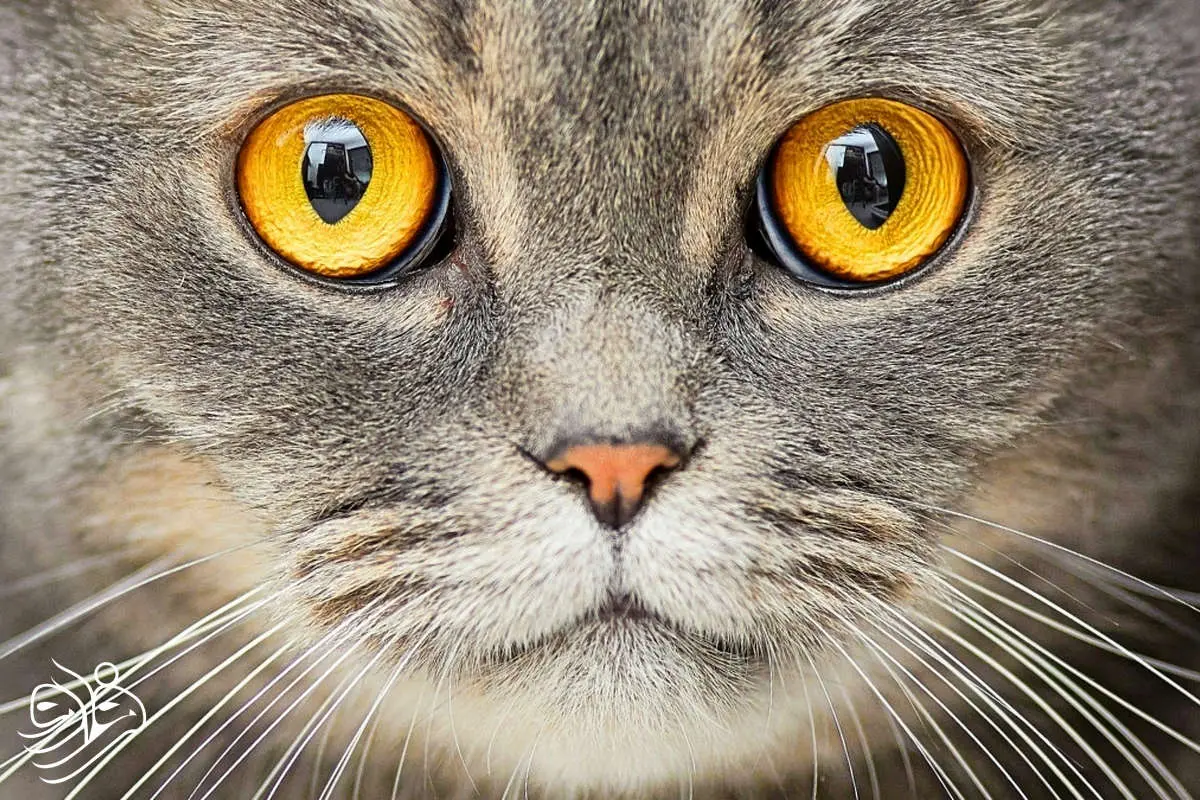 زندگی با گربه ممکن است خطر ابتلا به اسکیزوفرنی را دو برابر کند