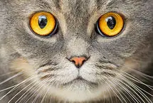 زندگی با گربه ممکن است خطر ابتلا به اسکیزوفرنی را دو برابر کند