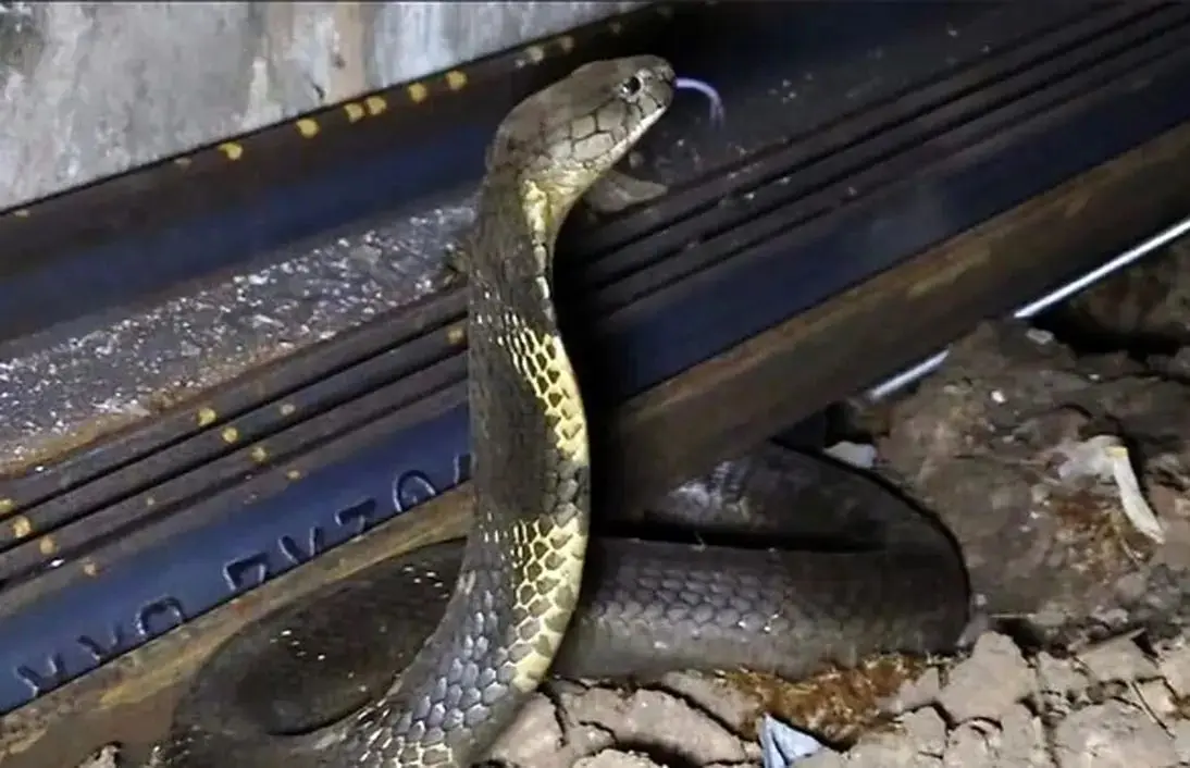 شاه‌کبراهای وحشتناک در قطارهای هند