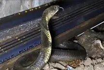 شاه‌کبراهای وحشتناک در قطارهای هند