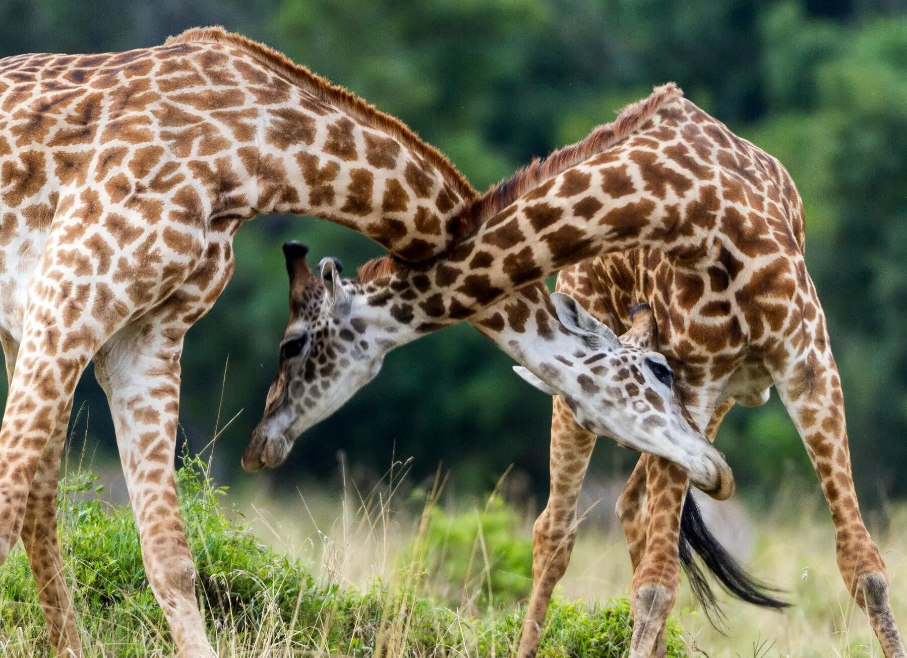 فراتر از تصور؛ مبارزه مرگبار زرافه‌های نر