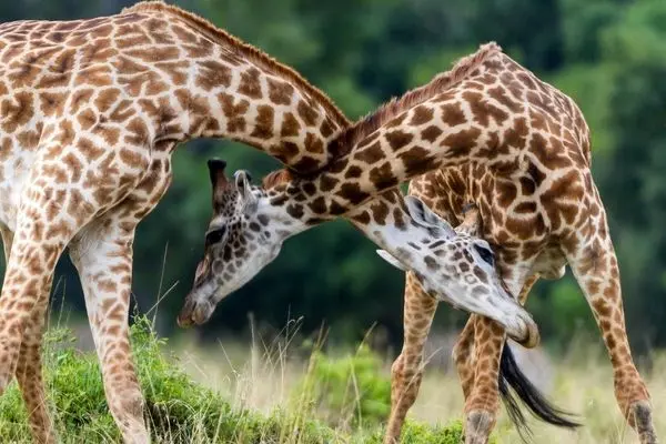 فراتر از تصور؛ مبارزه مرگبار زرافه‌های نر