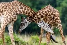 فراتر از تصور؛ مبارزه مرگبار زرافه‌های نر