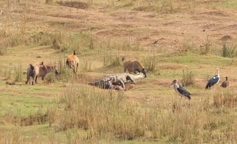نبرد کفتارها و تمساح غول‌پیکر بر سر لاشه