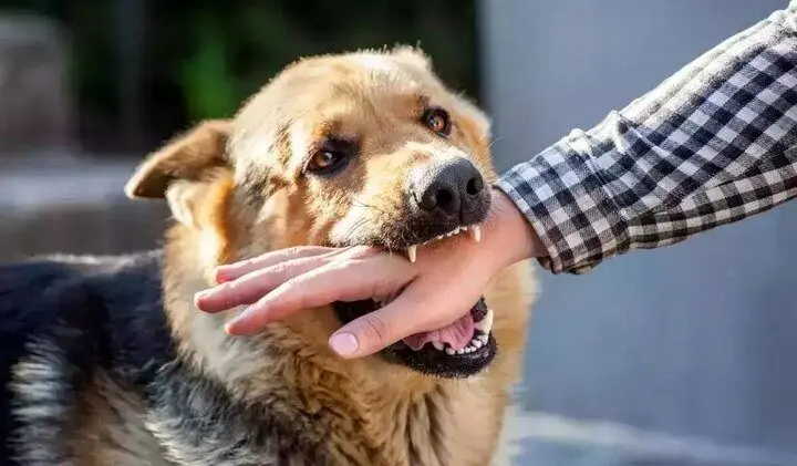 حمله هولناک سگ درنده به یک کودک
