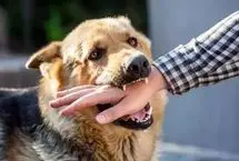 حمله هولناک سگ درنده به یک کودک