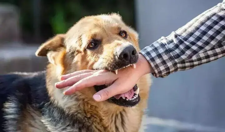 حمله هولناک سگ درنده به یک کودک