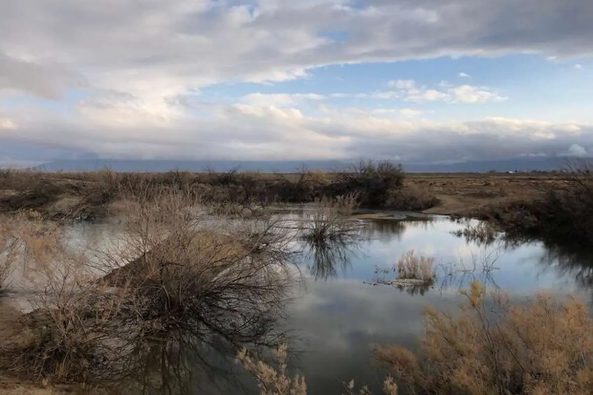 نبض نامنظم تالاب‌های فارس/ پریشان در عطش، بختگان در امید

