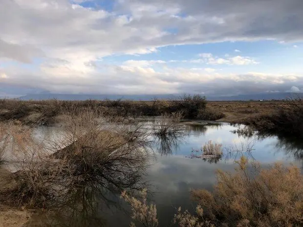 نبض نامنظم تالاب‌های فارس/ پریشان در عطش، بختگان در امید

