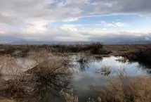 نبض نامنظم تالاب‌های فارس/ پریشان در عطش، بختگان در امید

