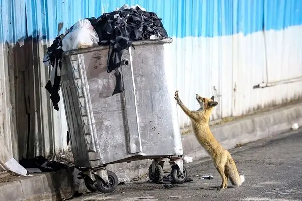 تصاویر؛ گشت‌وگذار روباه‌ها در تهران