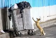 تصاویر؛ گشت‌وگذار روباه‌ها در تهران