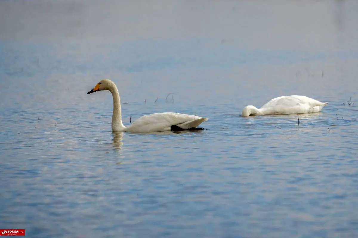 تصاویر؛ سرخرود مازندران میزبان قو‌های آوازخوان 21