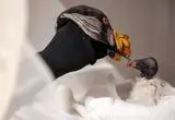 عروسک دستی، کلید بقای جوجه کرکس شاهی